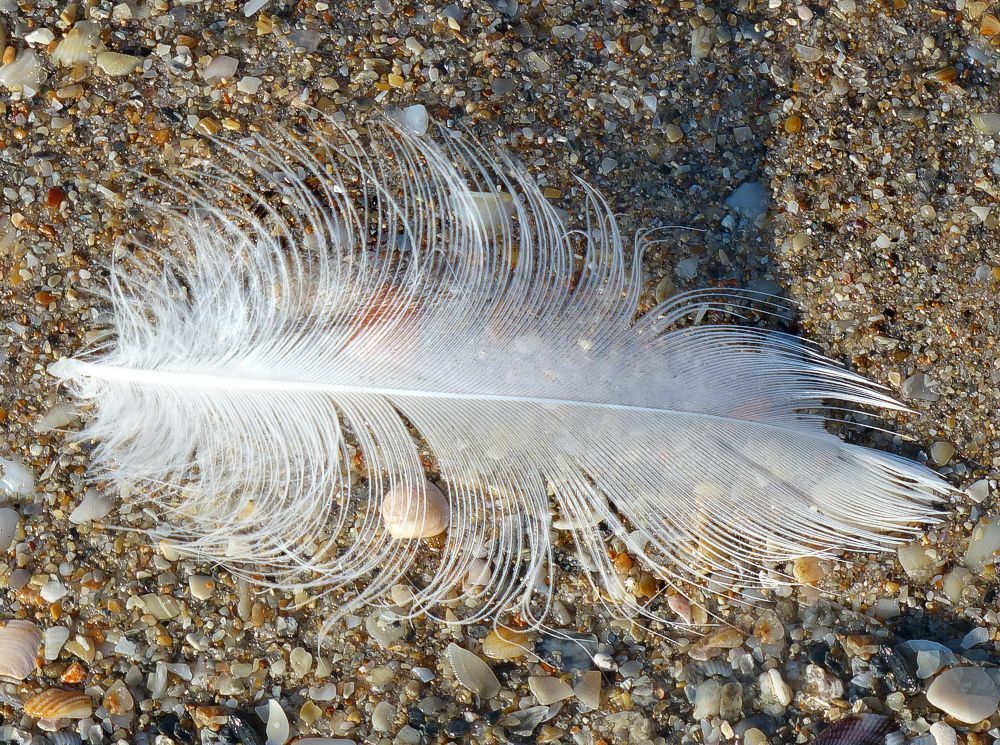 Click to See Next Image